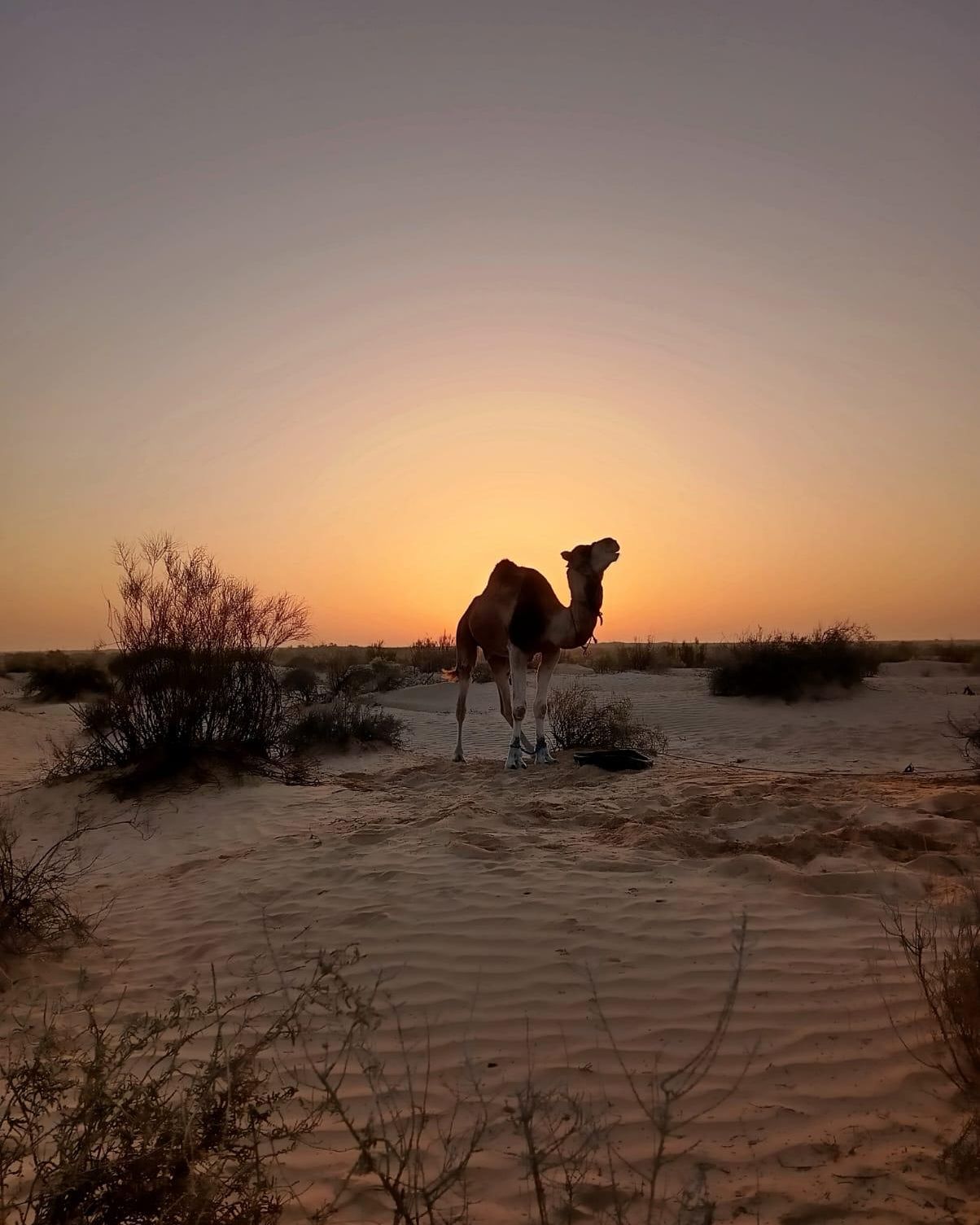 Sahara